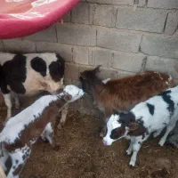 گوساله هلشتین