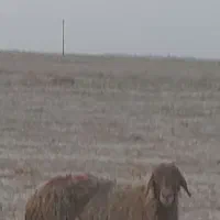 گوسفند در رامشیر