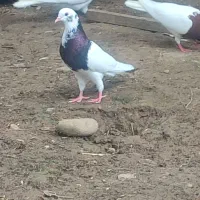 کبوتر طوقی