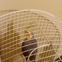 ۴ عدد عروس هلندی بالغ|پرنده|قزوین, |دیوار