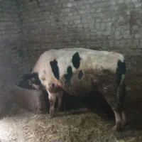 گاو نر سیمیتال|حیوانات مزرعه|شیروان (لرستان), |دیوار