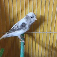 قناری ابلغ ماده اماده