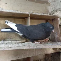 کبوتر تهرانی