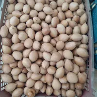 فروش بذر سیکاس آماده کاشت|گل و گیاه طبیعی|آستانه اشرفیه, |دیوار