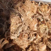 فروش پیاز گل زعفران درجه یک قائنات|گل و گیاه طبیعی|شیراز, فخرآباد (دروازه کازرون)|دیوار