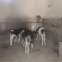 گوساله|حیوانات مزرعه|شهرکرد, |دیوار