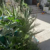 منزل حیاط دار وباصفا