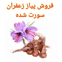 فروش پیازچه زعفران سورت شده