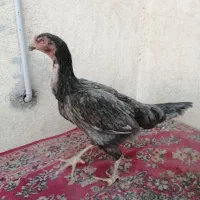 مرغ لاری|حیوانات مزرعه|رباطکریم, رباطکریم|دیوار