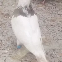 طوقی ماده تخم گذار|پرنده|رباط‌کریم, شترخوار|دیوار