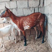 کهره نقشی جمولی اوس ۳ماه