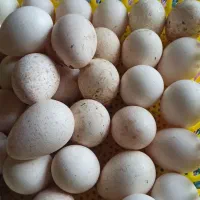 تخمه بوقلمون بوربون اصل