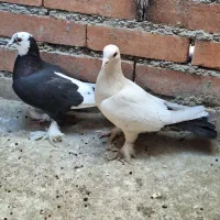 کبوتر زینتی