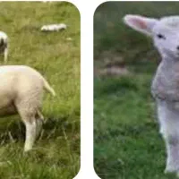 قصاب سیار حرفه ای