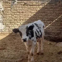 گوساله و گاو|حیوانات مزرعه|اصفهان, باغ نگاره|دیوار