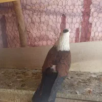 کبوتر|پرنده|اصفهان, ارزنان|دیوار