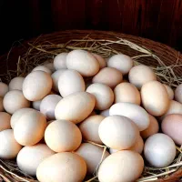 تخم مرغ برهما اصیل و تخم محلی