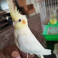 جوجه لوتینو
