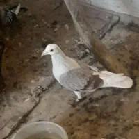 کبوتر رنگی دوبال اهوازی