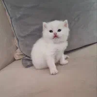 بریتیش سفید چشم آبی