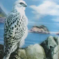 تابلو شاهین و ببرسه بعدی