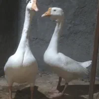 غوغاز اوکراینی نر ماده و قفس مکانیزه|حیوانات مزرعه|قم, زند آباد|دیوار