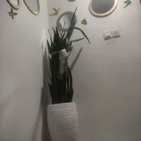 وسایل ورزشی|فرش|گلبهار, شهر جدید گلبهار|دیوار