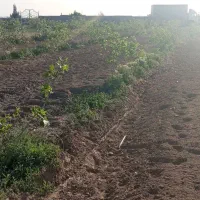 باغ پسته بینالود 3000متر 50دقیقه آب چاه