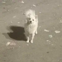 سگ پامرین 1 سالع