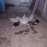 جوجه قوغاز