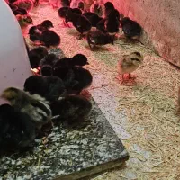 جوجه عربی|حیوانات مزرعه|آبادان, |دیوار