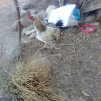 فروش دو عدد خروس محلی چاقو چله جوان
