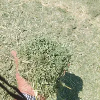 یونجه درجه ۱ باباحیدر