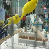 مرغ عشق انگلیسی