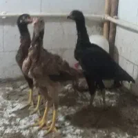 فریح لاری وتخم مرغ لاری
