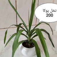 گلهای گرون آینده را الان ارزون بخر|گل و گیاه طبیعی|فلاورجان, |دیوار