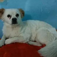 واگذاری دو قلاده سگ