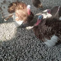 ۳۰ عدد بوقلمون نر و ماده