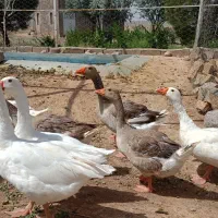 غاز تخم گذار