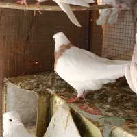 کبوتر طوقی کاکولی پاک|پرنده|طبس, |دیوار