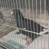 کبوتر قره سوری