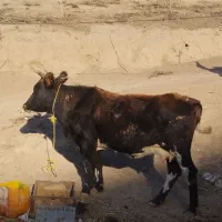 گاو آبستن 8ماه|حیوانات مزرعه|فراغی, |دیوار