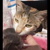 گربه مادر به همراه ۵ توله اش واگذار میشود