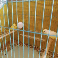 عروس هلندی مرغ عشق قناری|پرنده|امیدیه, |دیوار