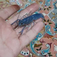 لابستر رنگ آبی