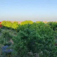 خانه باغ محمد آباد بلوردسیرجان