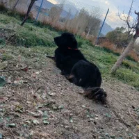 توله قدرجونی|سگ|داران, |دیوار