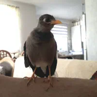 مرغ مینا سخنگو|پرنده|بروجرد, |دیوار