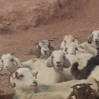 ۱۸ راس بز و گیسه آبستن کورکی راینی|حیوانات مزرعه|کرمان, |دیوار