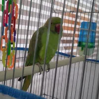 طوطی ملنگو ماده یک ساله|پرنده|رباط‌کریم, انجم آباد|دیوار